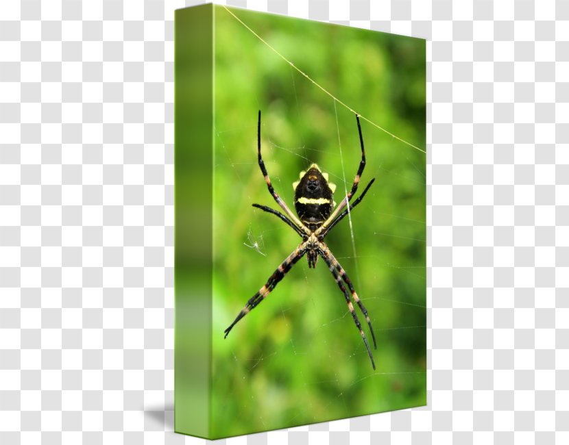 European Garden Spider Argiope Insect Photography - Membrane Winged - Orb Weaver Transparent PNG
