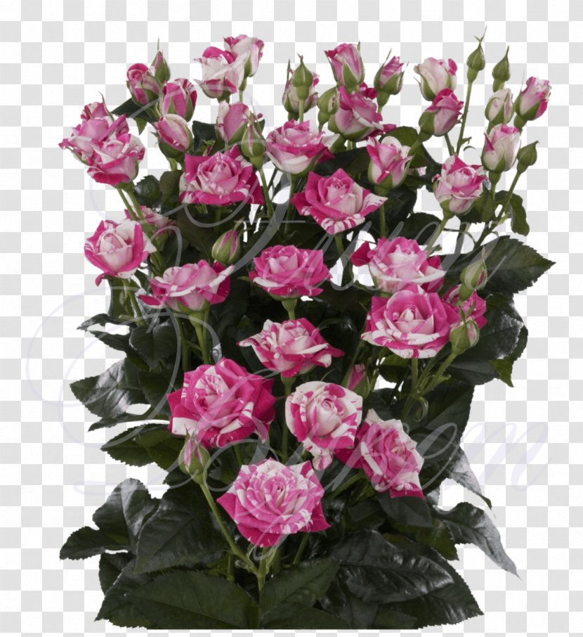 Daflor Garden Roses Купить розы в Минске дешево - Floristry - Dolinaroz.by PriceFlower Transparent PNG