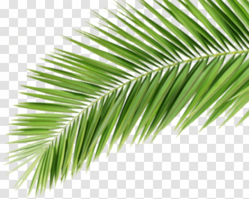 Asian Palmyra Palm Promotional Merchandise Arecaceae Werbemittel Corporate Design - Palme Transparent PNG