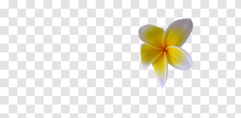 Download Vector Graphics Design Image - Flowering Plant - Goldenrod Transparent PNG