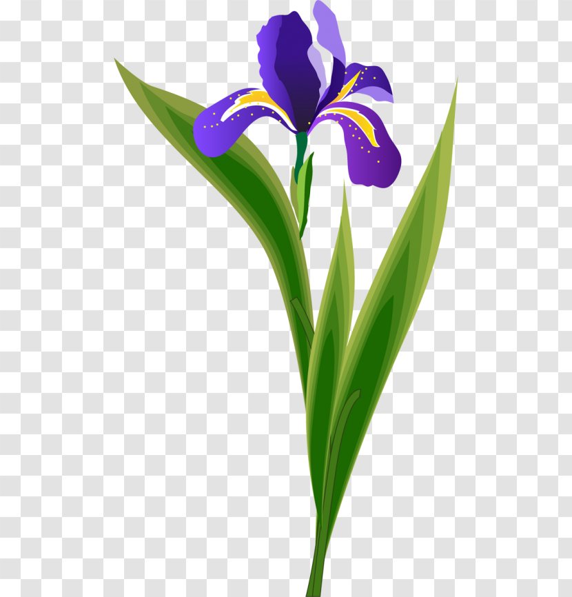 Iris Flower Data Set Family Northern Blue Flag Wall K-means Clustering Transparent PNG