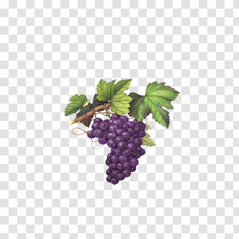 Red Wine Muscat Chardonnay Grape Transparent PNG