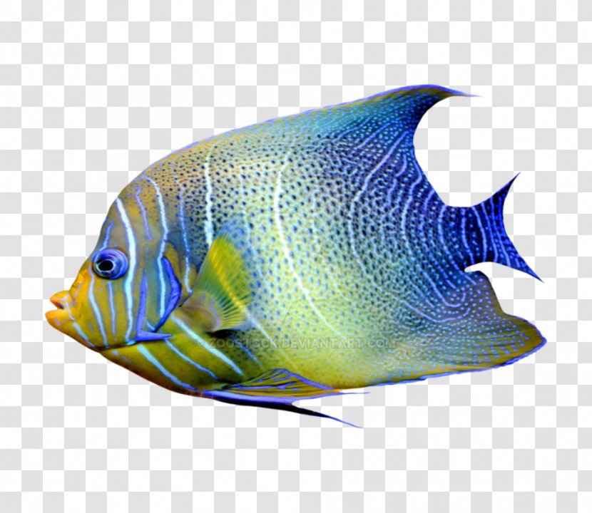 Marine Angelfishes Aquarium Tropical Fish - Ornamental - Barracuda Fishing Transparent PNG