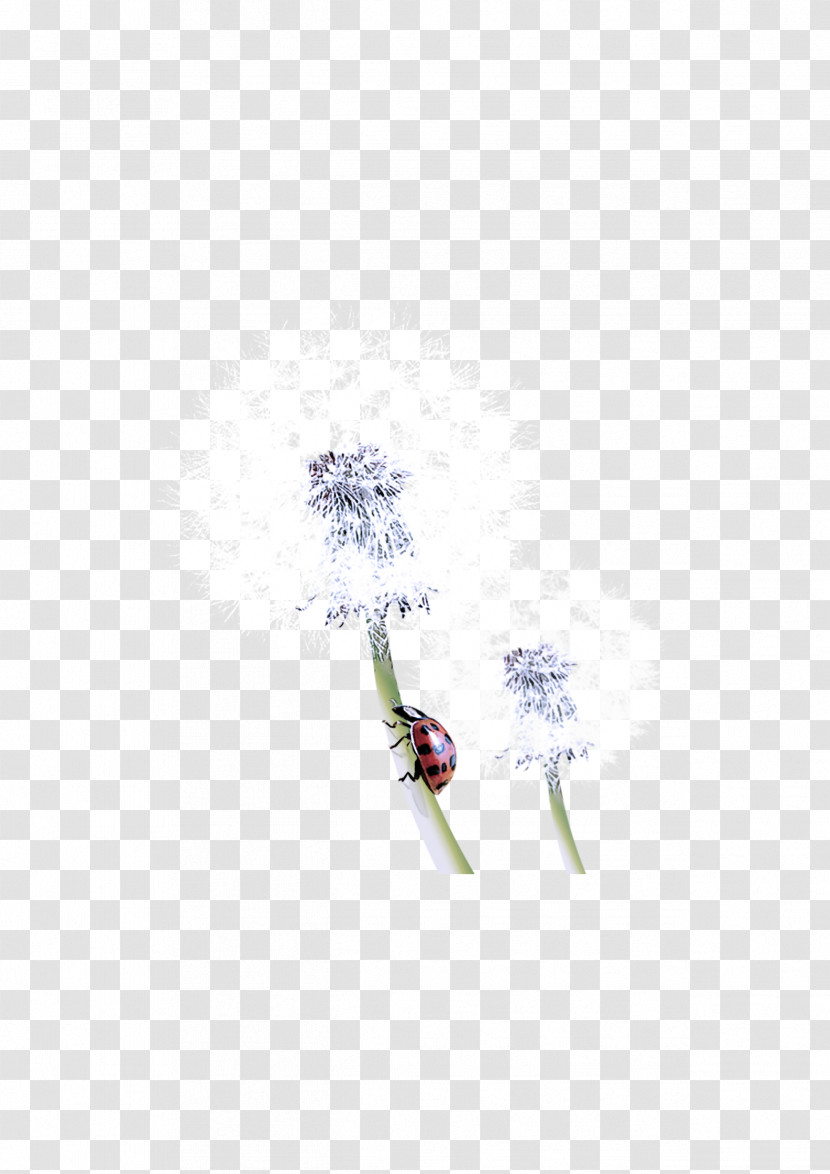 Lavender Transparent PNG