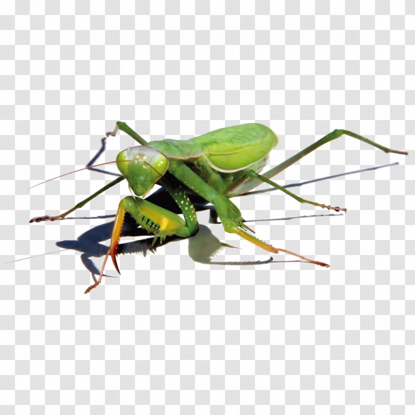 Green Mantis - Drawing - Pest Transparent PNG