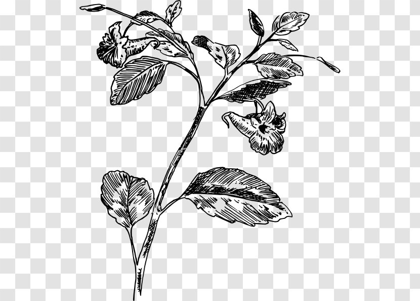 Twig Botany Plant Flower Leaf - Flora Transparent PNG