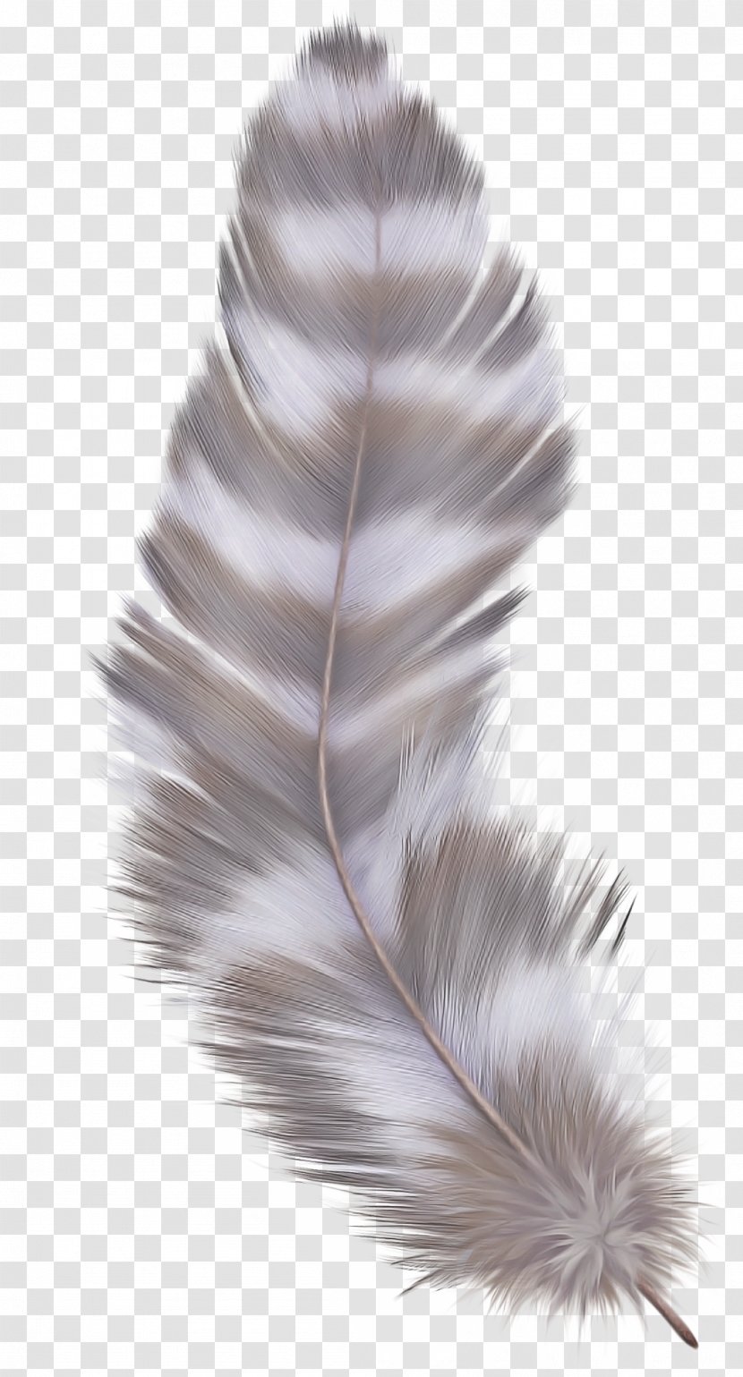 Silver Background - Feather - Natural Material Tail Transparent PNG