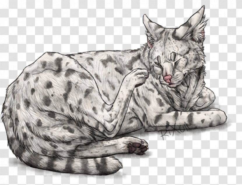 California Spangled Ocicat Whiskers Domestic Short-haired Cat Tabby - Big Cats - Snow Leopard Transparent PNG