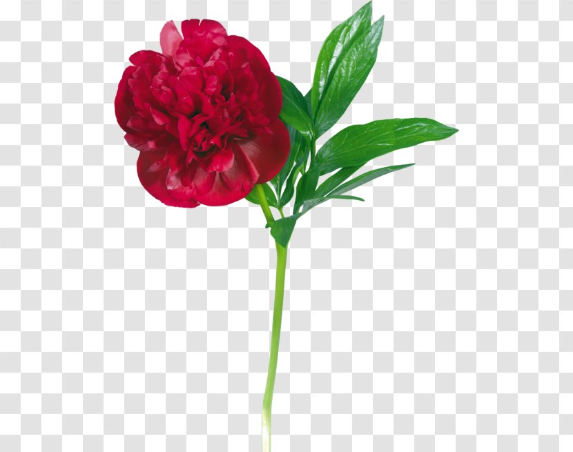 Garden Roses Peony Flower Clip Art - Rose Family Transparent PNG