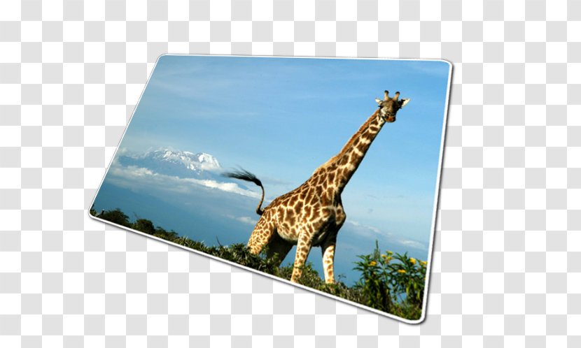 Kilimanjaro Safaris Giraffe Mount EXTREK-africa - West African Transparent PNG