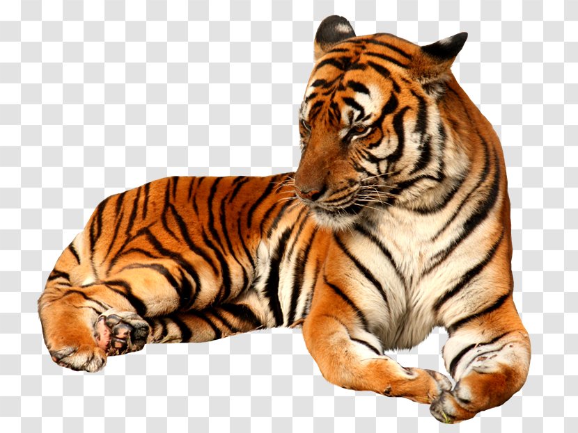 Felidae Lion Clip Art Bengal Tiger - Wildlife - Executives Transparent PNG
