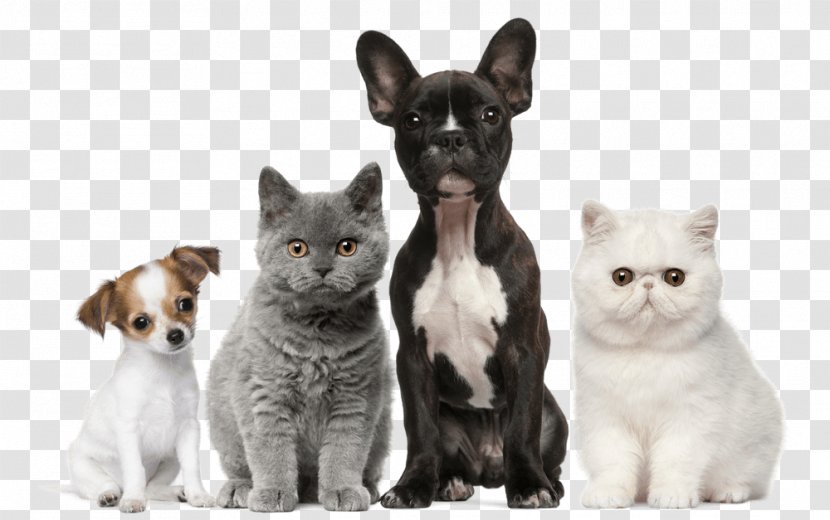 Dog Cat Puppy Kitten Pet - Veterinary Medicine Transparent PNG