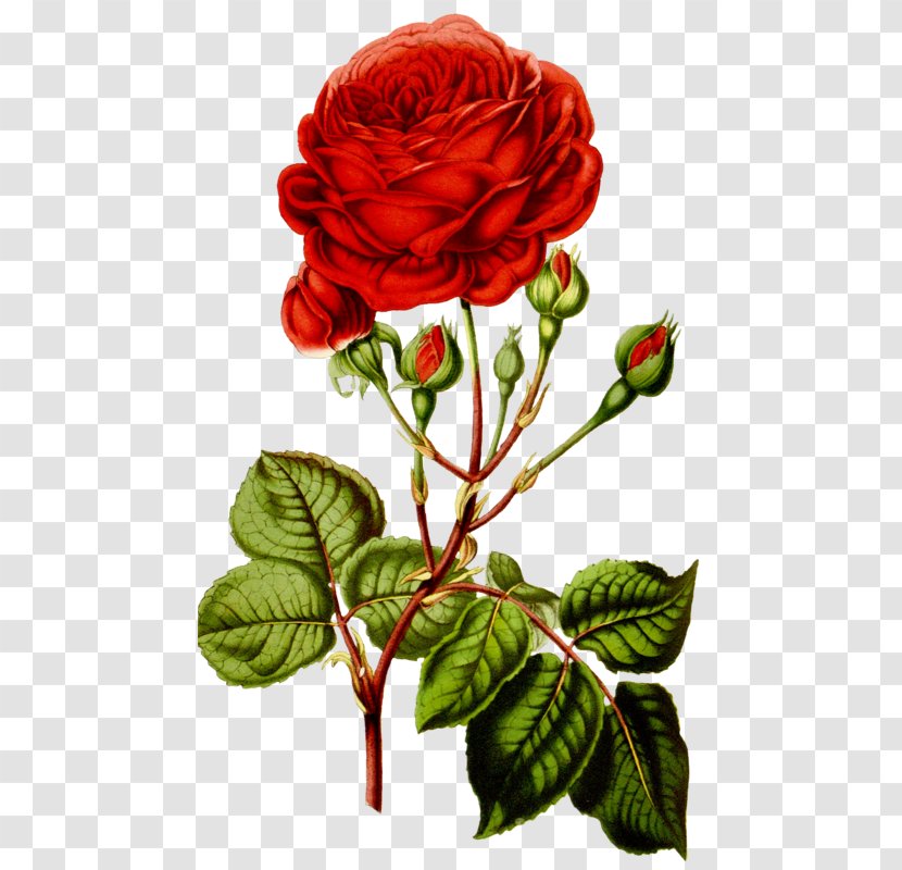 Rose Flower Paper - Garden Roses Transparent PNG