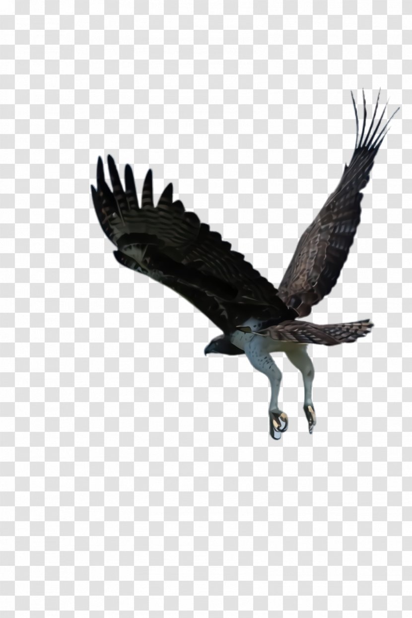 Flying Bird Background - Kite - Bald Eagle Sea Transparent PNG