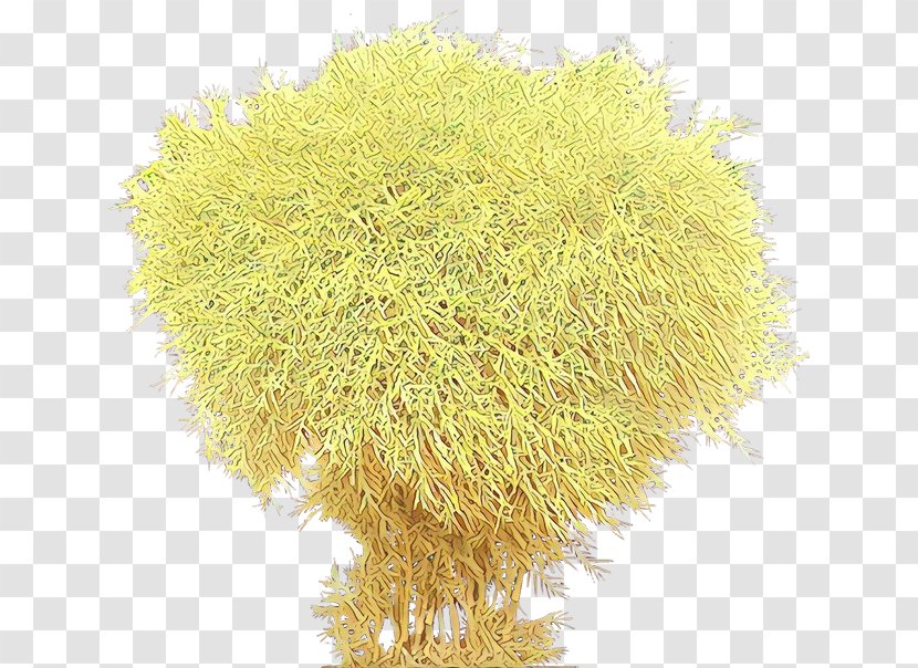 Grass Plant Transparent PNG