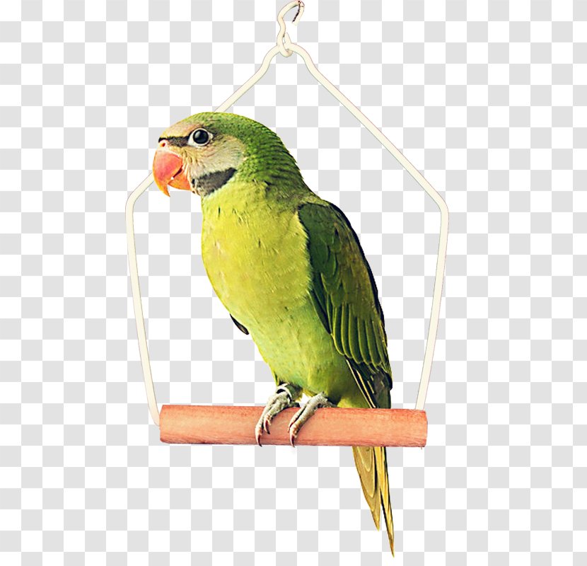 Bird Parrot Clip Art - Lovebird - Green Transparent PNG