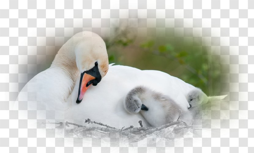 Mute Swan Bird Nest Desktop Wallpaper - Beak Transparent PNG