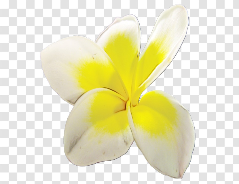Petal Cut Flowers Yellow Flower Plants Transparent PNG