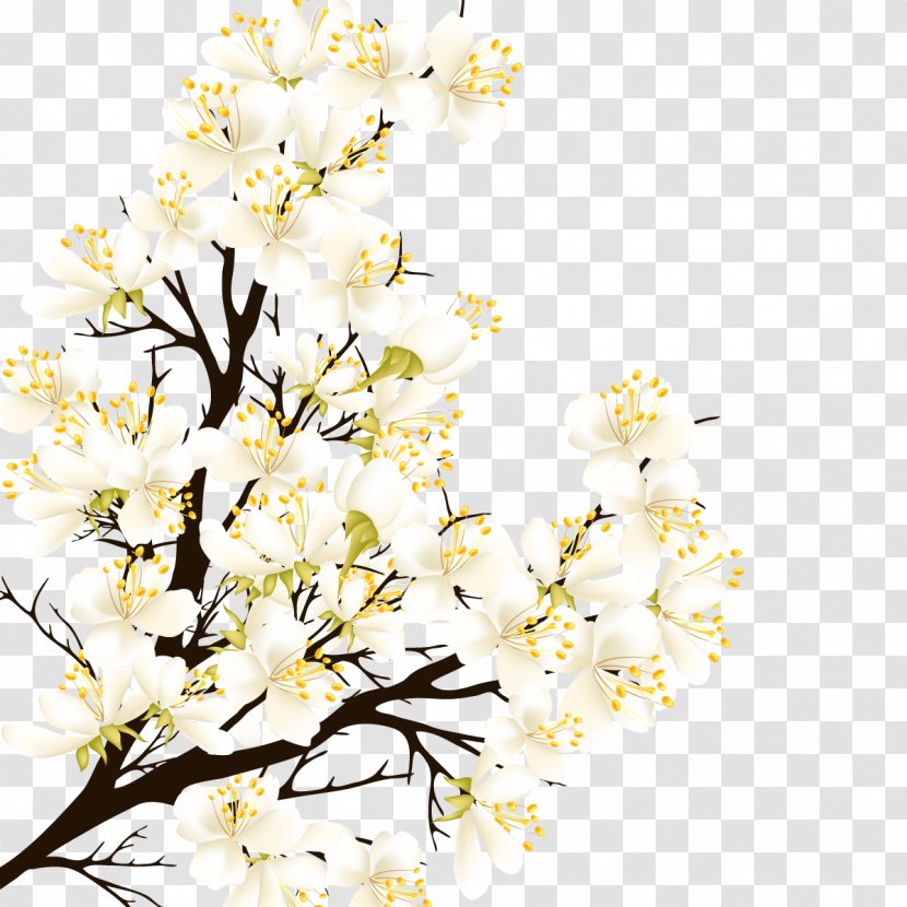 Euclidean Vector Flower - Branch - White Pear Transparent PNG