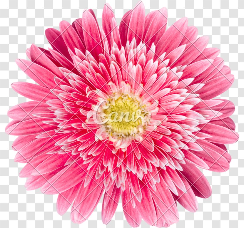 Transvaal Daisy Family Common Watercolor Painting - Petal - Gerbera Transparent PNG