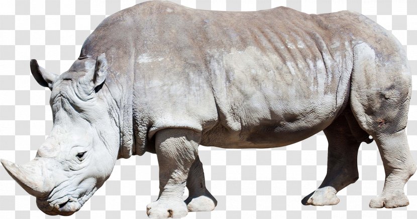 Rhinoceros Horse Ceratomorpha South American Tapir Stock Photography - Wildlife - Rhino Transparent PNG