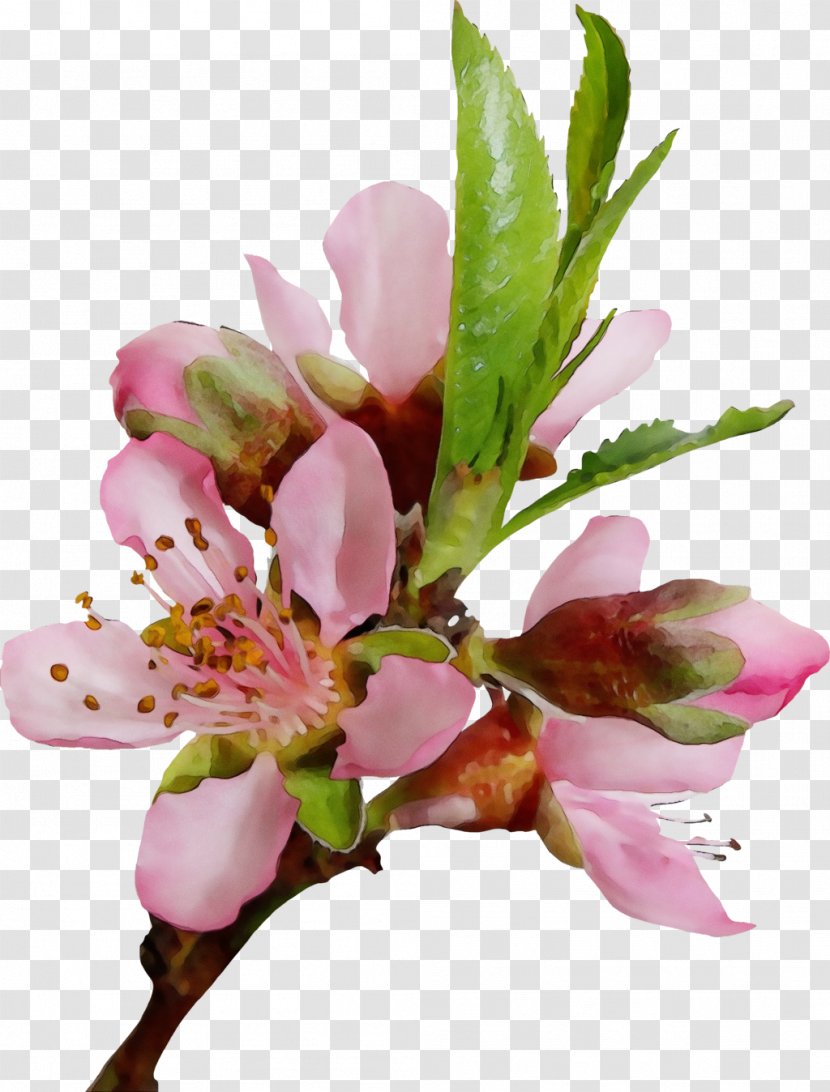 Flower Flowering Plant Pink Petal - Spring Magnolia Transparent PNG