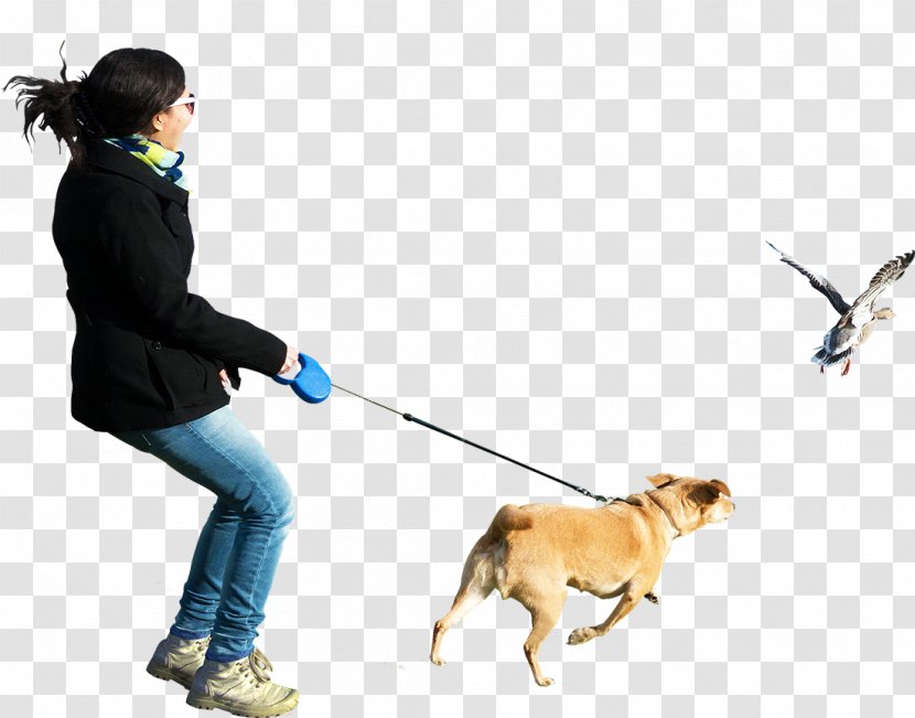 Dogo Argentino Perro De Presa Canario Dog Walking - Play - People Clipart Transparent PNG