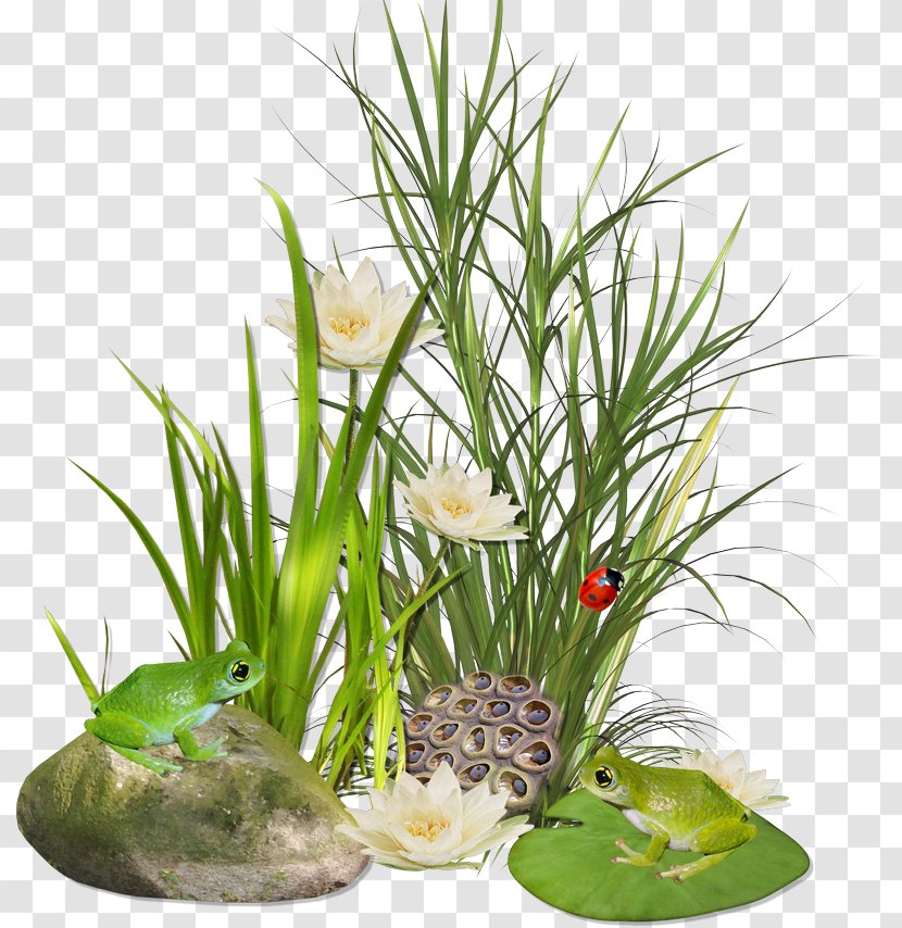 Grasses Weed Pongal Scutch Grass Flower Transparent PNG