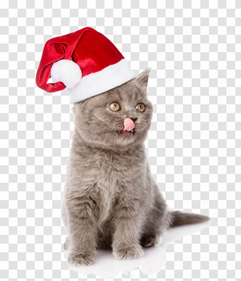 Cat Kitten Puppy Dog Santa Claus - Small To Medium Sized Cats - With Christmas Hats Chanmao Transparent PNG