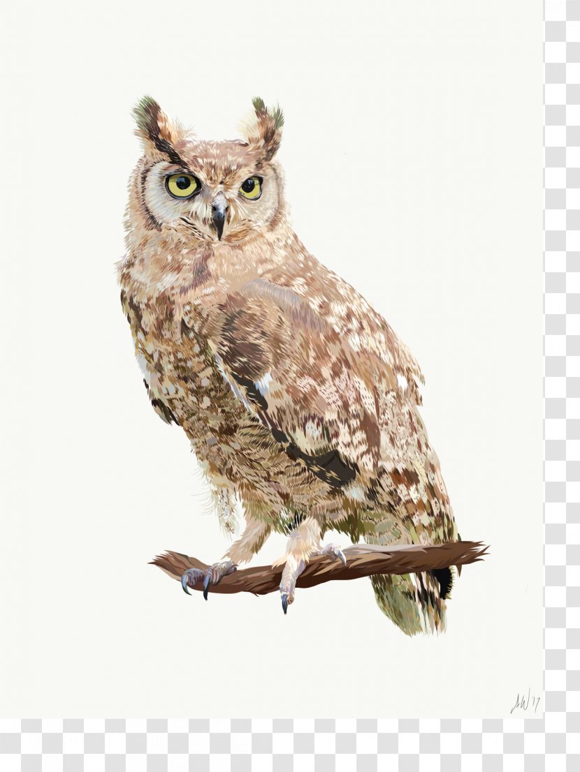 Owl Beak Feather - Fauna Transparent PNG