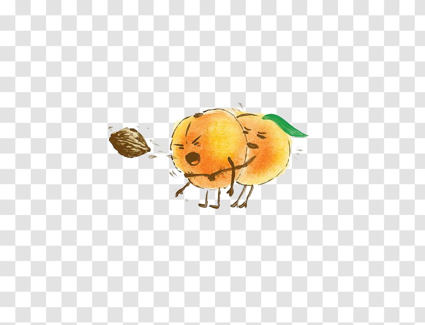 Humour Apricot Cartoon Illustration - Laughter - Peach Transparent PNG