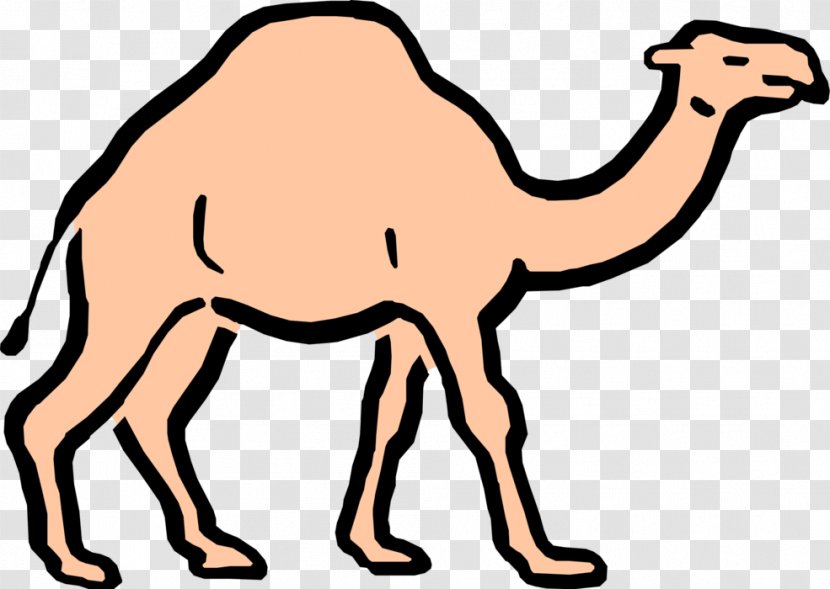 Dromedary Cartoon Clip Art - Drawing - Arabian Camel Transparent PNG