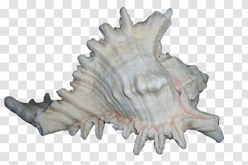 Seashell Mollusc Shell Clip Art - Conch Transparent PNG