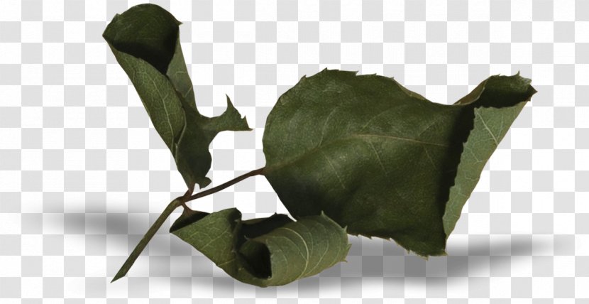 Leaf - Plant Transparent PNG