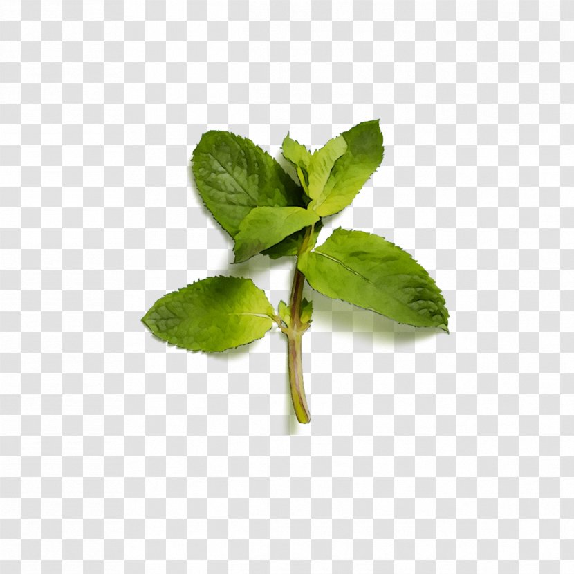 Herbalism Leaf Peppermint - Flowering Plant Transparent PNG