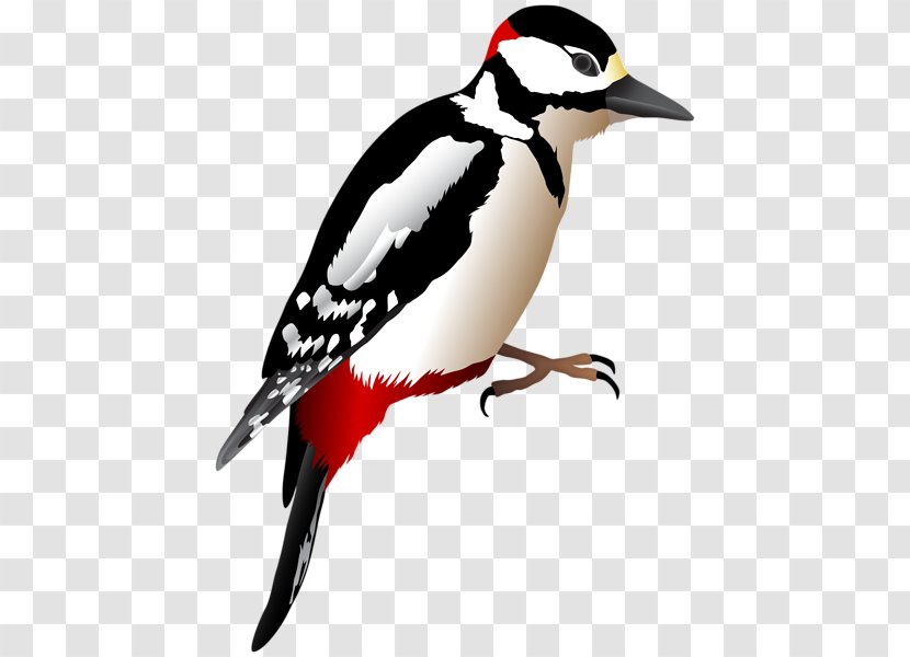 Woodpecker Clip Art Piciformes Image - Beak - Ralphs Badge Transparent PNG