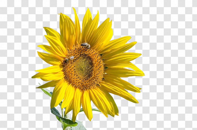Daisy Family Sunflower Seed Flower Insect Bees Transparent PNG
