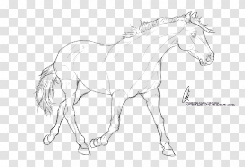 Arabian Horse Pony Foal Stallion Line Art - Wildlife - Arm Transparent PNG