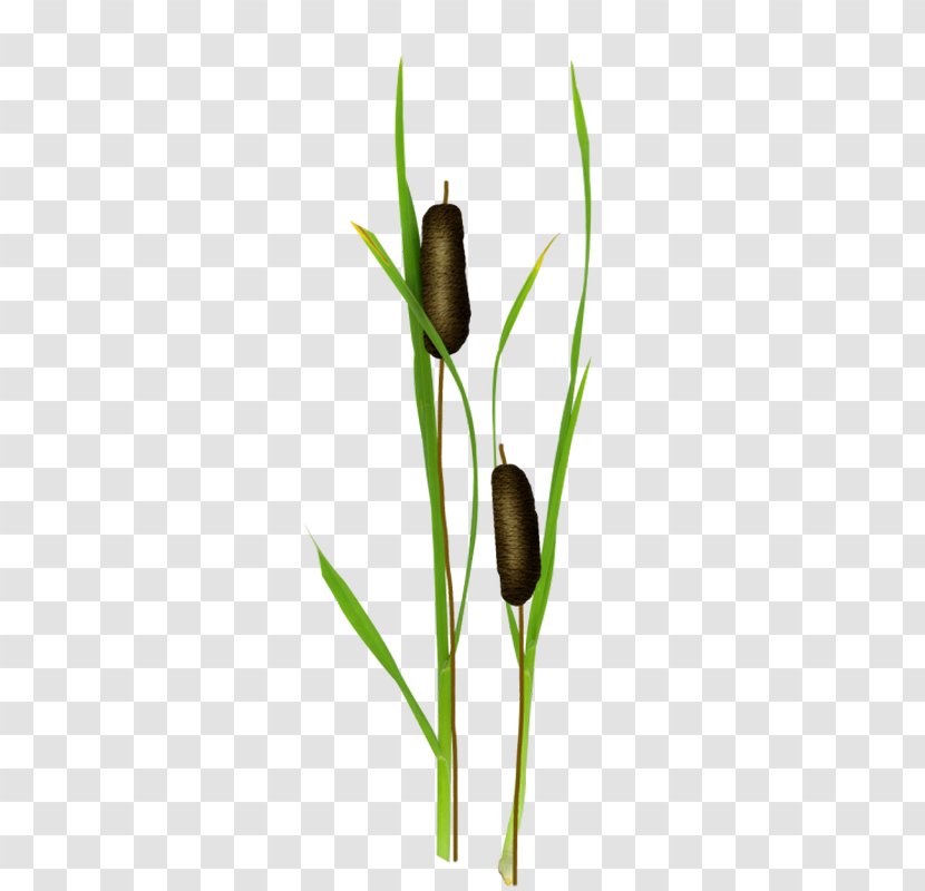 Clip Art - Plant - Flower Transparent PNG