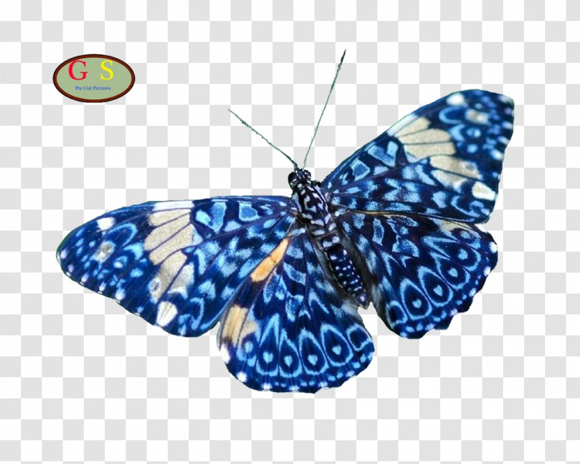 Butterfly Insect Nature Animal Moth - Diverse Transparent PNG
