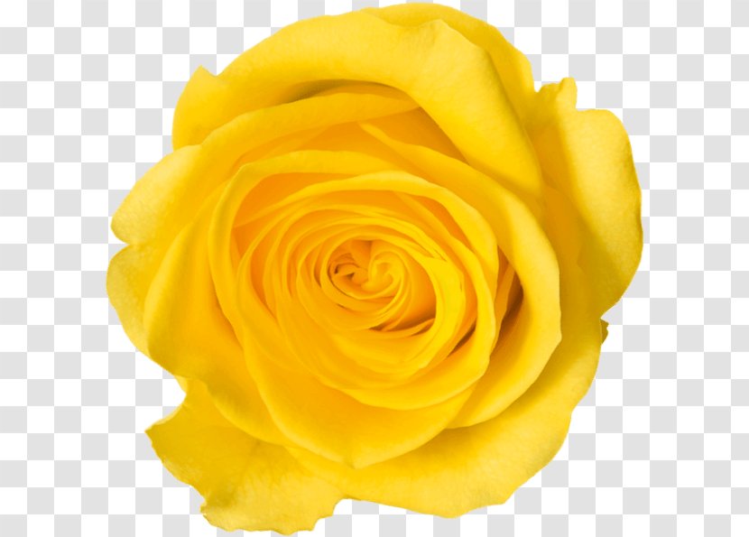 Garden Roses Cut Flowers Floribunda - Rose Order - Apricot Blossom Yellow Transparent PNG