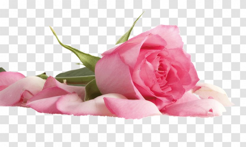 Beach Rose Flower Pink Color Petal - Garden Roses Transparent PNG