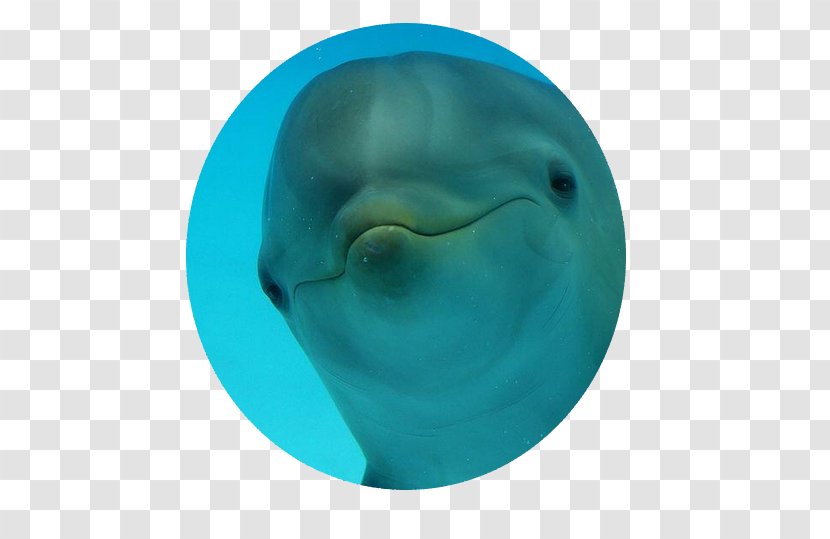Common Bottlenose Dolphin Turquoise - Whales Dolphins And Porpoises Transparent PNG