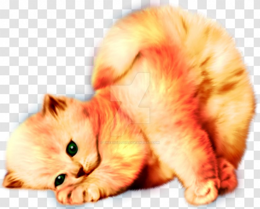 Kitten Persian Cat Exotic Shorthair Maine Coon - Animal Transparent PNG