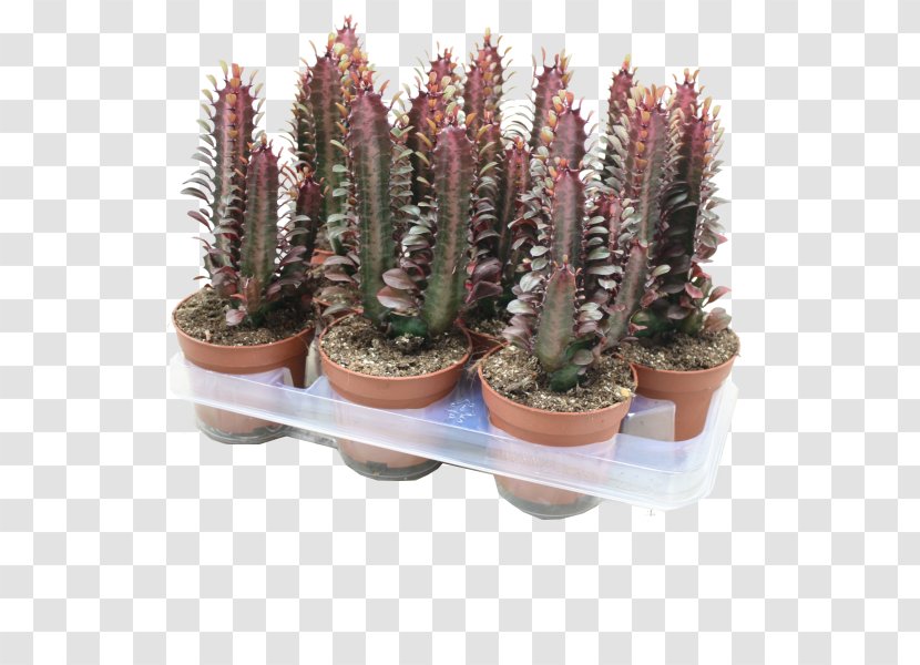 Pencil Cactus Euphorbia Trigona Cactaceae Plant Triangle - Succulent Transparent PNG