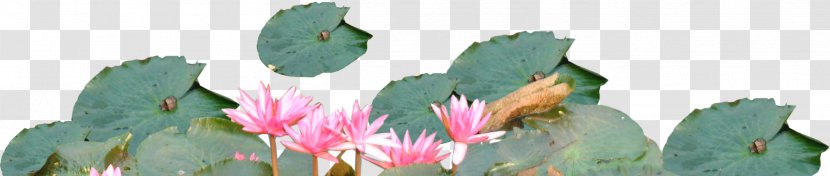 Floral Design Cut Flowers Leaf - Plant Stem - Lotus Transparent PNG
