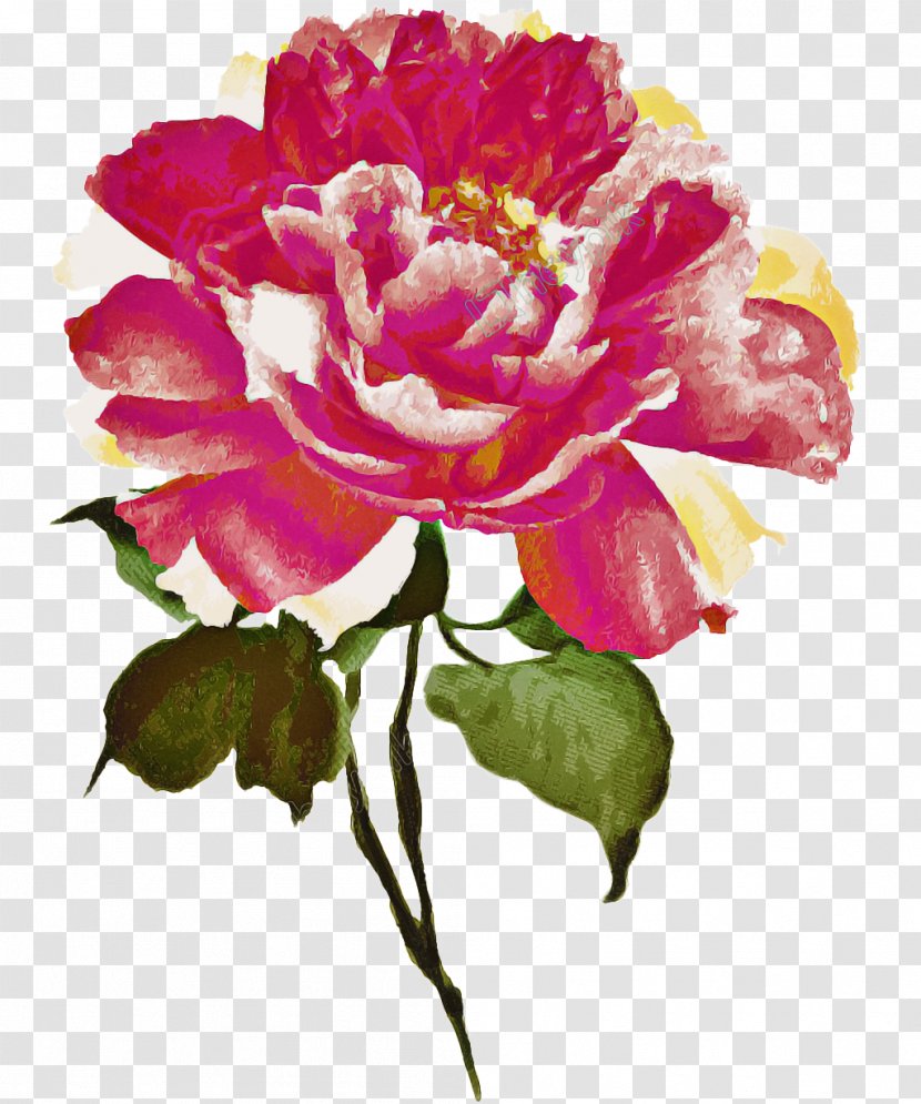 Garden Roses - Flowering Plant - Watercolor Paint Common Peony Transparent PNG