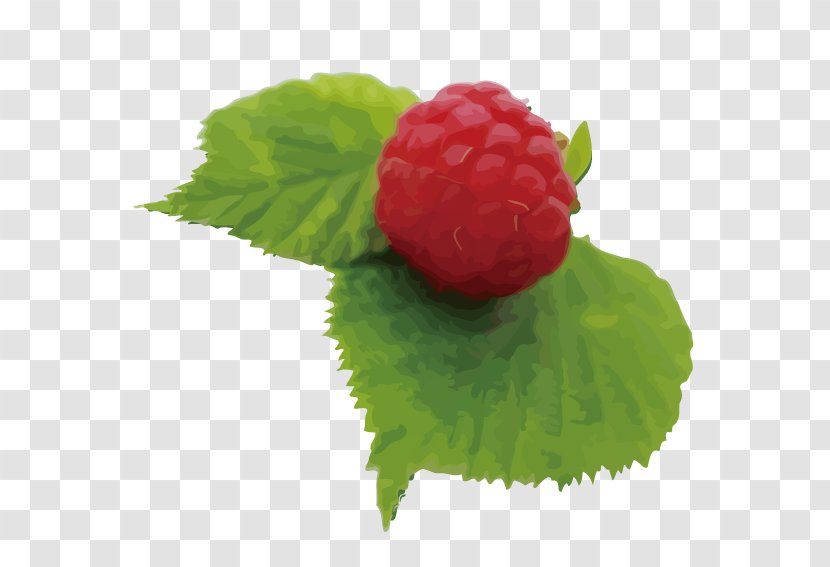 Strawberry Red Raspberry Varenye Fruit - Auglis Transparent PNG