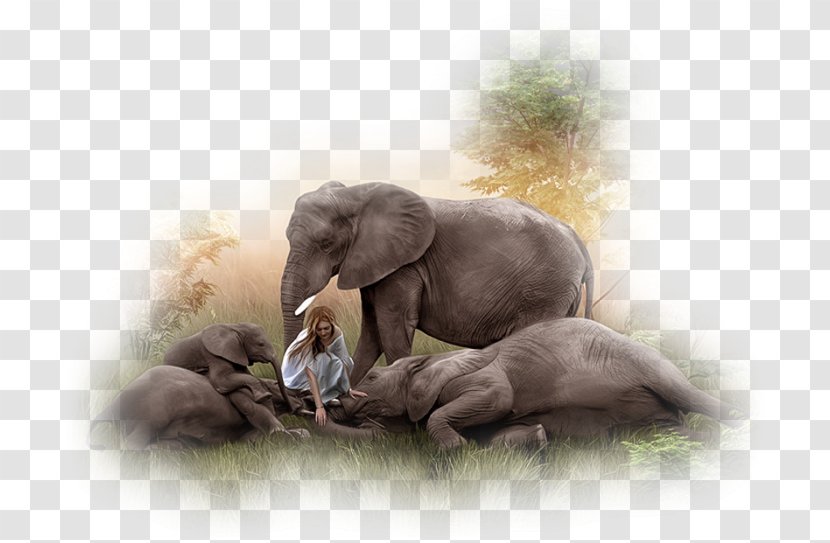 Indian Elephant African Centerblog Féerie - Estray Transparent PNG