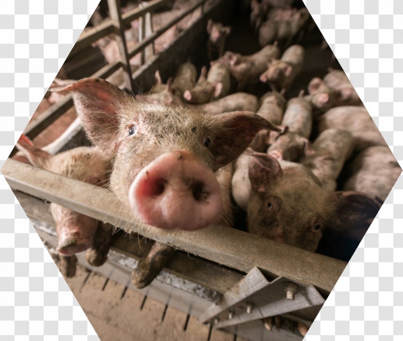 Domestic Pig Farming Industry Intensive Animal Transparent PNG